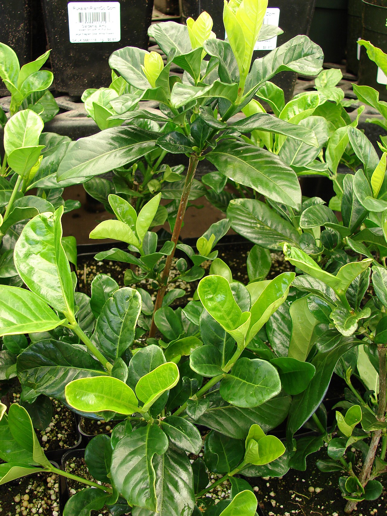 Gardenia — whole plant