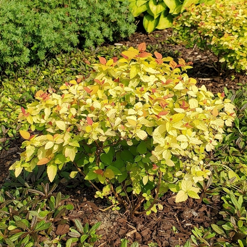 Spirea, Anthony Waterer — whole plant