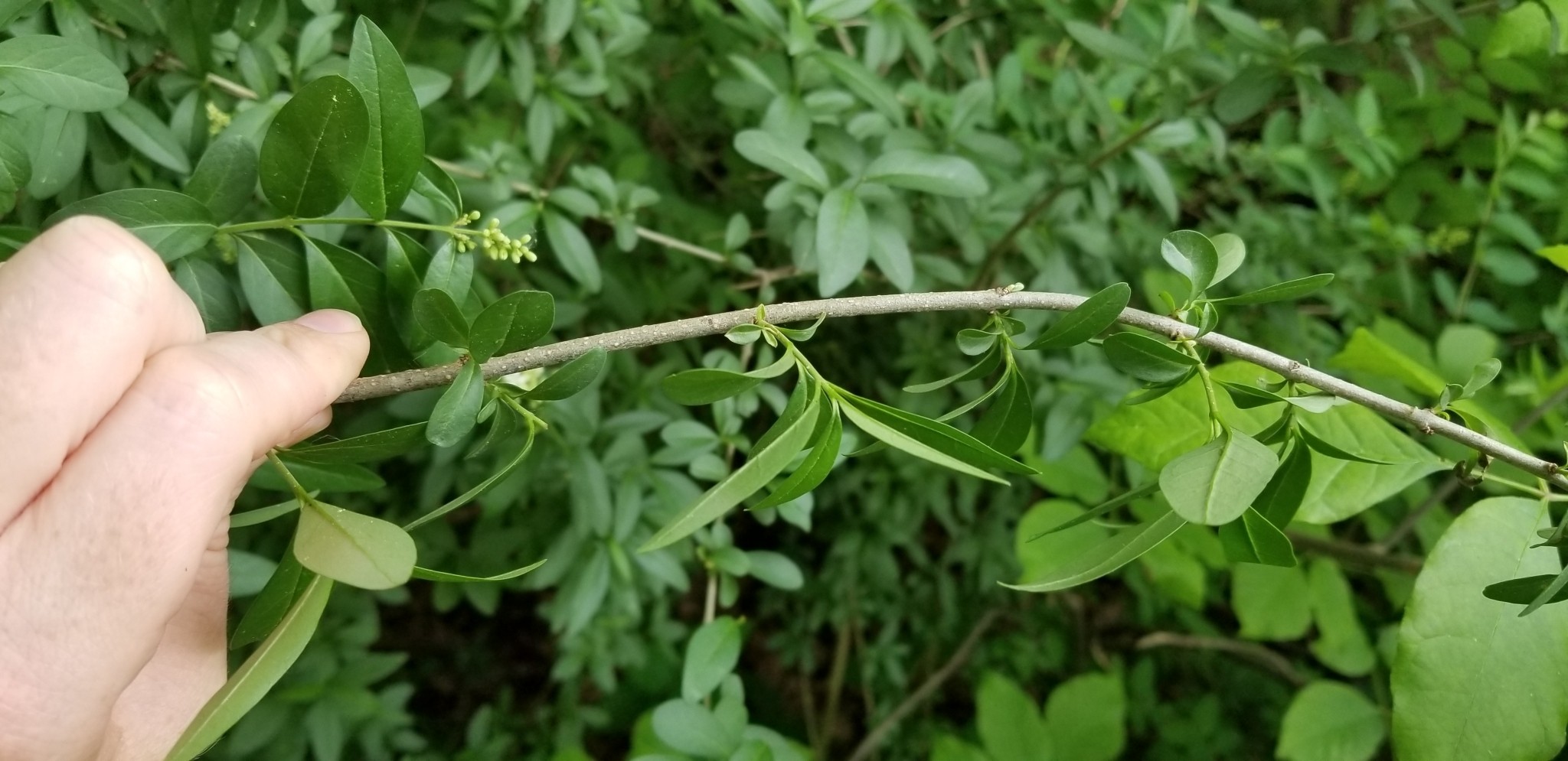 Privet, Variegated — whole plant