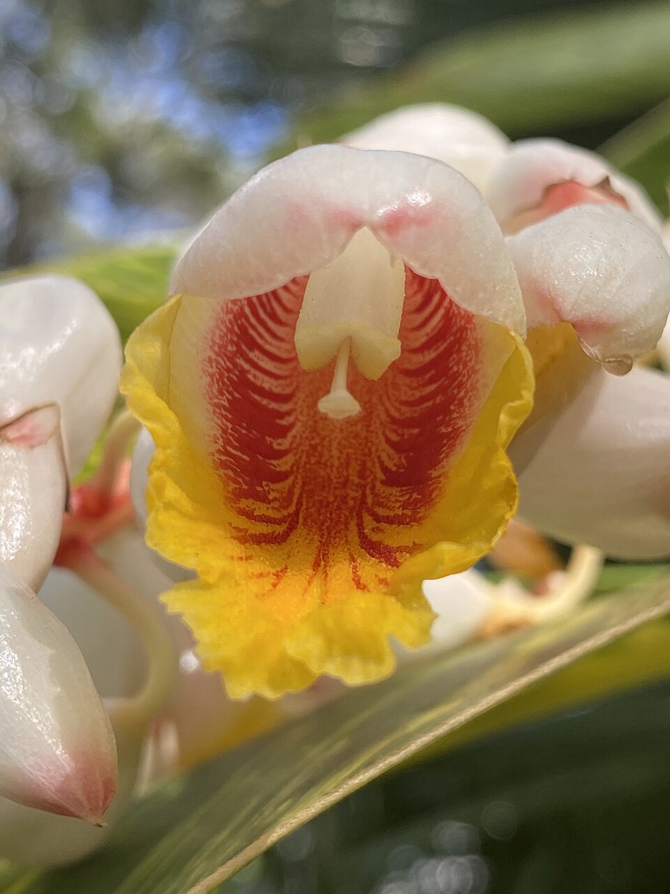 Ginger, Tri Color — flowers or notable detail