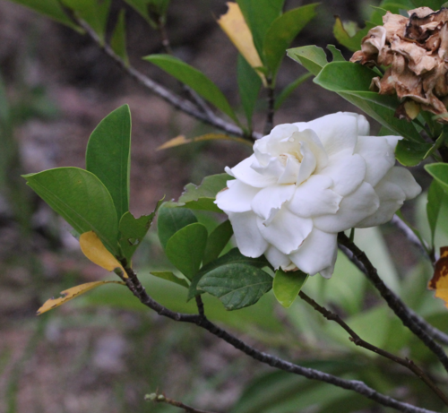 Gardenia — whole plant