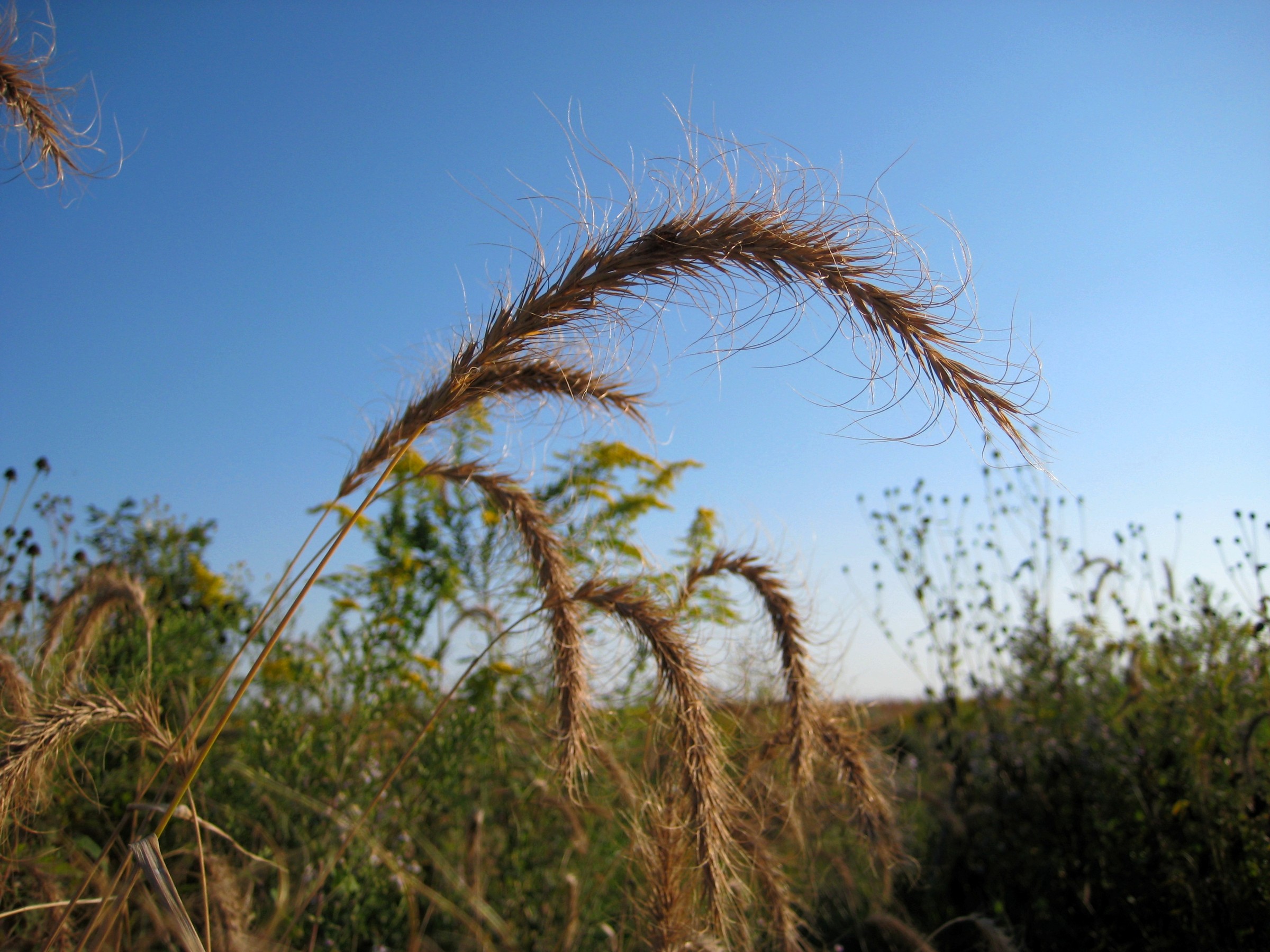 Grass, Canada Wildrye — whole plant