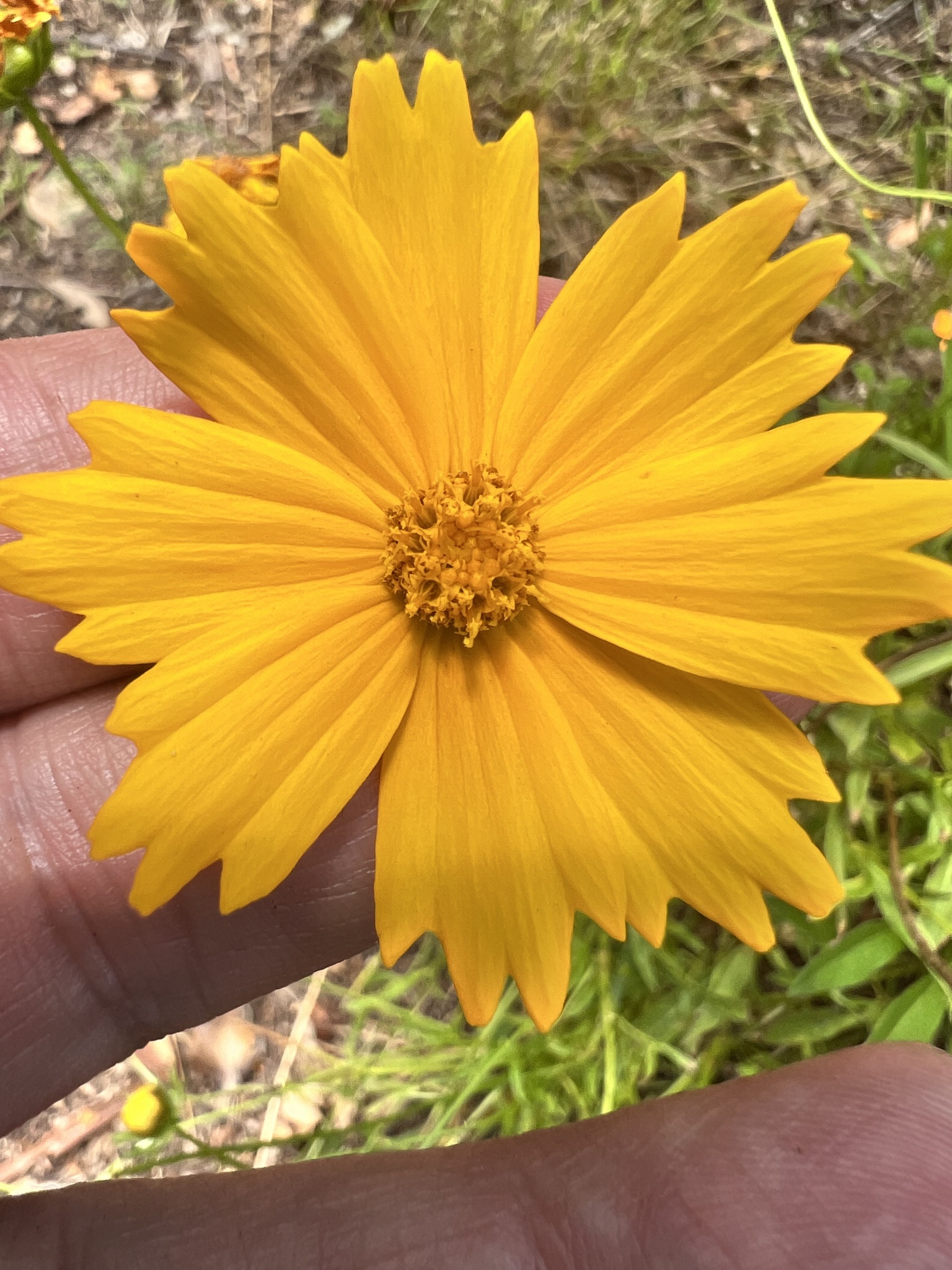 Coreopsis — whole plant