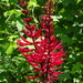 Coral Bean — flowers or notable detail