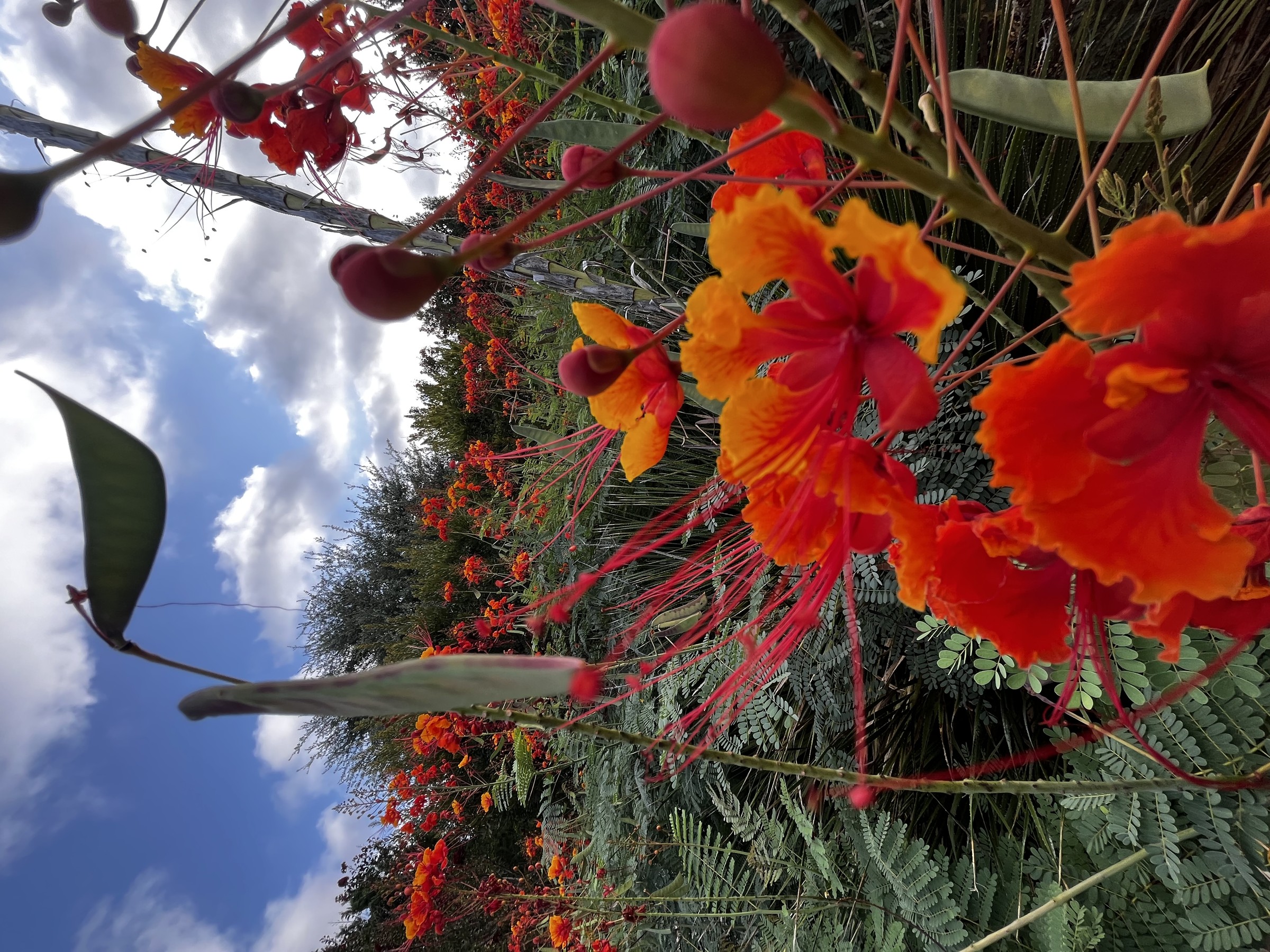 Pride Of Barbados — flowers or notable detail