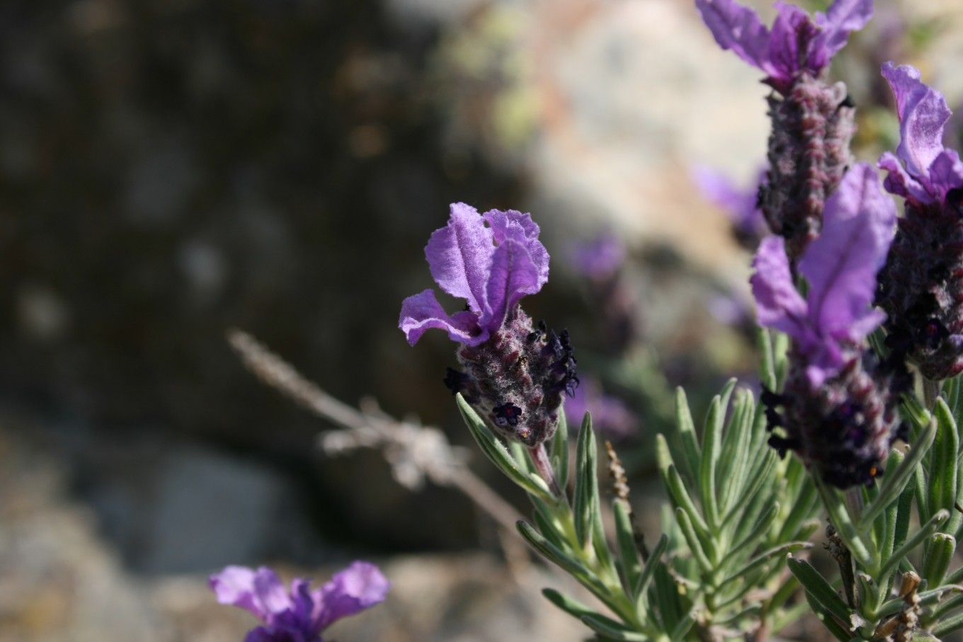 Lavender, Spanish — flowers or notable detail