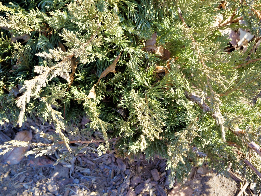 Juniper, Parsons — whole plant