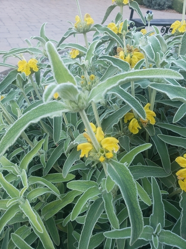 Sage, Jerusalem — flowers or notable detail