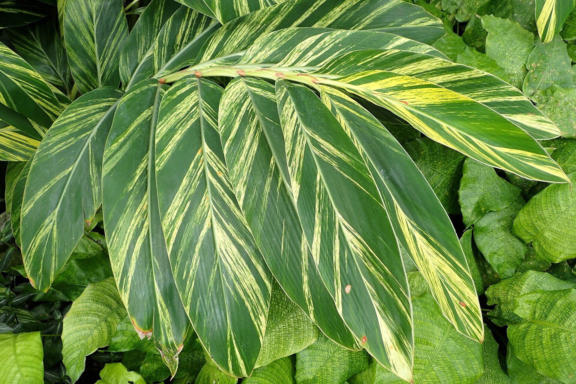 Ginger, Variegated — whole plant