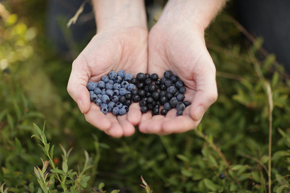 Thumbnail: 加拿大PEI 純天然藍莓汁