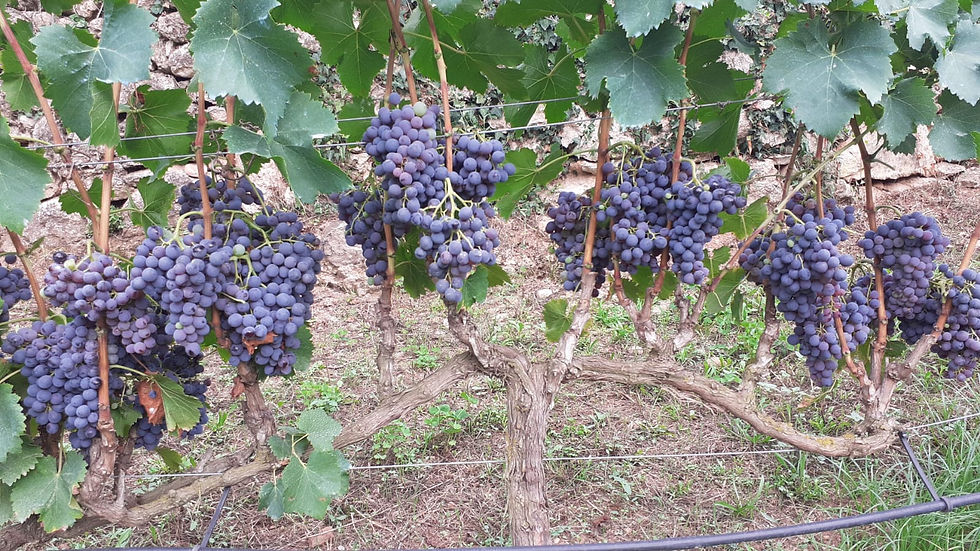 grenache-weinberg