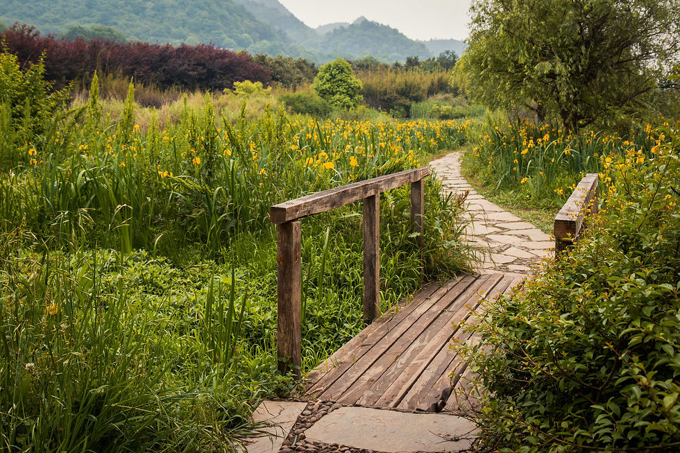 a wood bridge in a green meadow