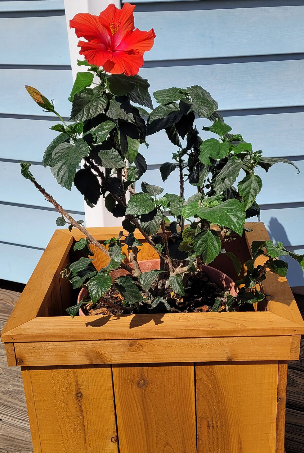 Thumbnail: Cedar Planter Box - Small (Cedar Tone Finish)