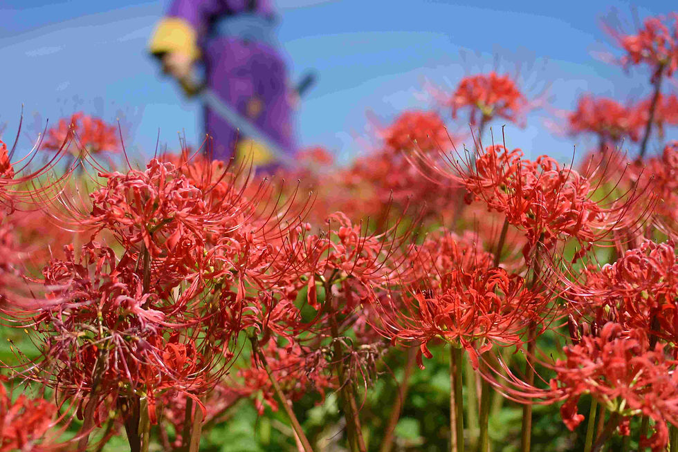 9月 彼岸花