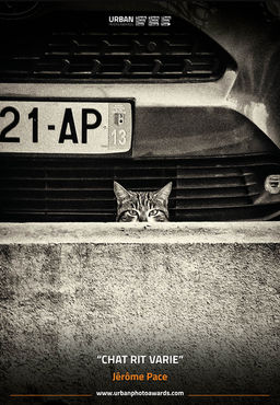 Jérôme Pace
jpace-photography
jpace-photography.com
Chat rit varie
Urban Photo Awards
Unveiling the city
Trieste
Italy