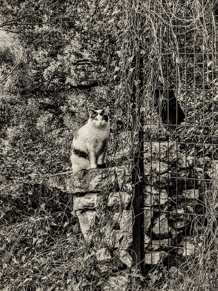 Chat rit varie... 
Chat 
Jérôme Pace
Fontvieille