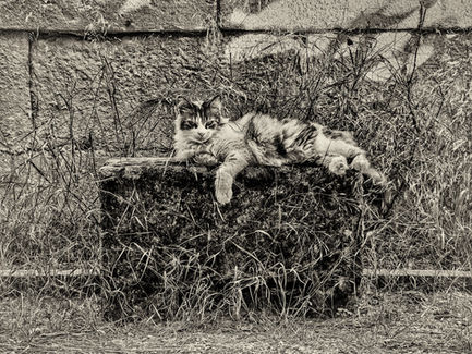 Chat rit varie... 
Chat 
Jérôme Pace
Fontvieille