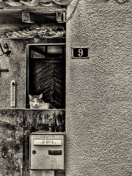 Chat rit varie... 
Chat 
Jérôme Pace
Fontvieille
