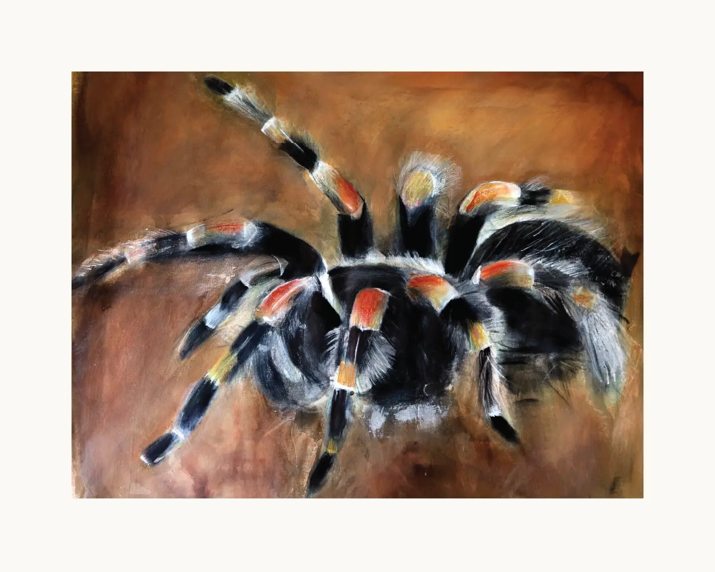 Red-kneed Tarantula Print 20"x16"