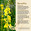 Thumbnail: 2oz Mullein