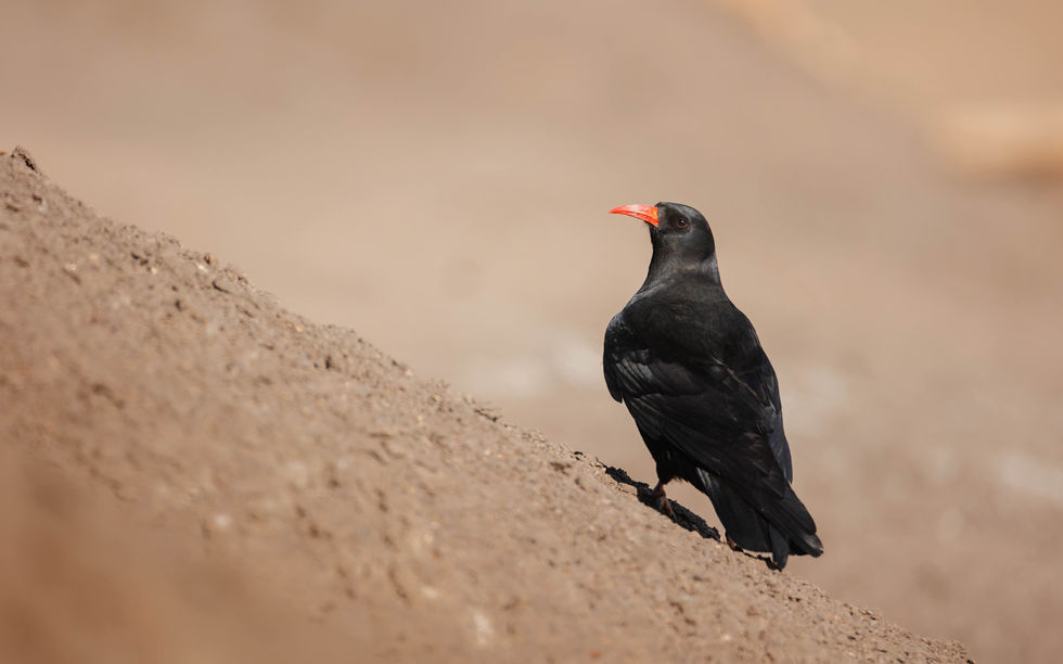 Red Billed Chough