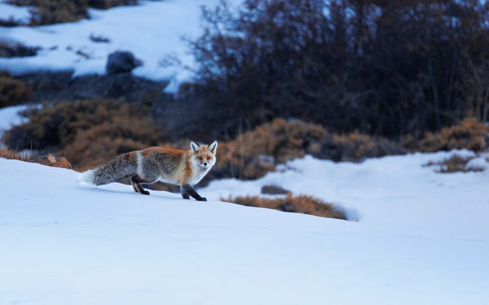 Untamed Encounters in the Wild