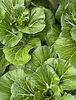 re-growing cabbage in the garden