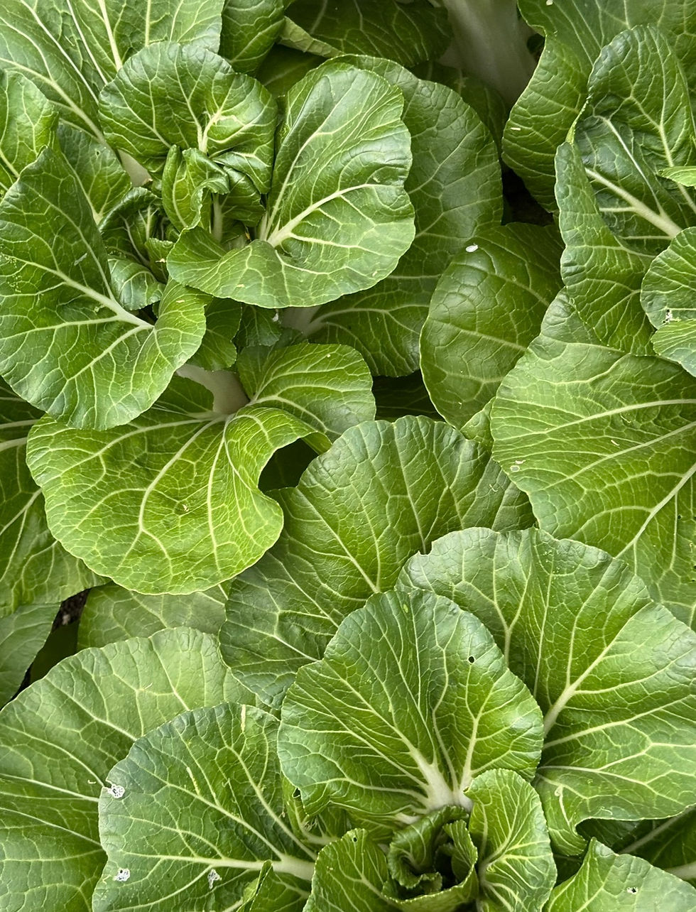 cabbage-re-grow-myplantbasedkitchen