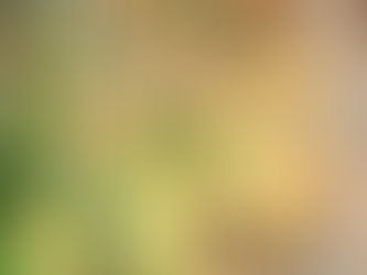 Creamy Mushroom, Herb & Sun-dried Tomato Zoodles