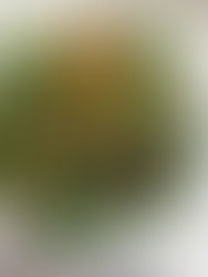 Brussels Sprouts, Kale & Veggie Balsamic Salad