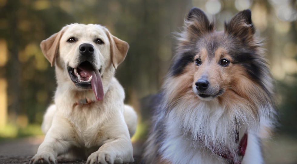 Contact Background.png