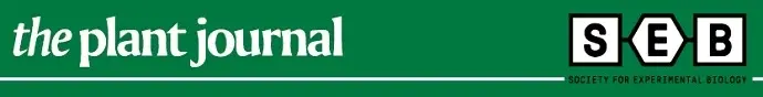 Ethylene–jasmonate interplay involving ERF regulons modulates acute heat stress response in rice see
