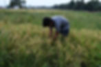 Rice field