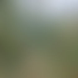 Alder leaners on Timberton Homes Trail. Photo from Dean Morgan