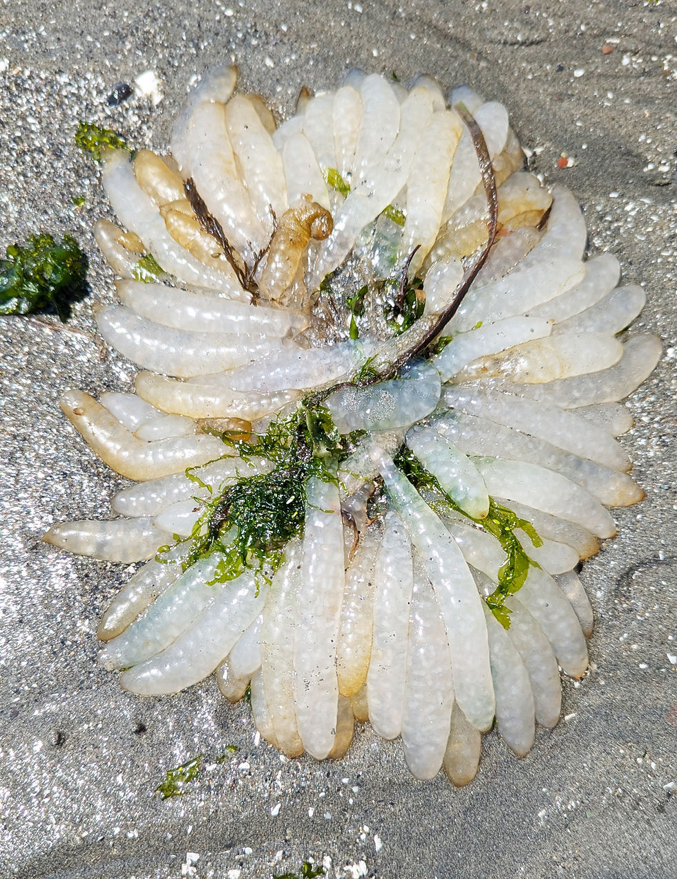 Opalescent squid egg mop