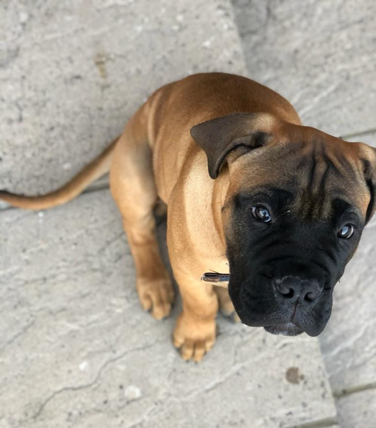 Dog friendly