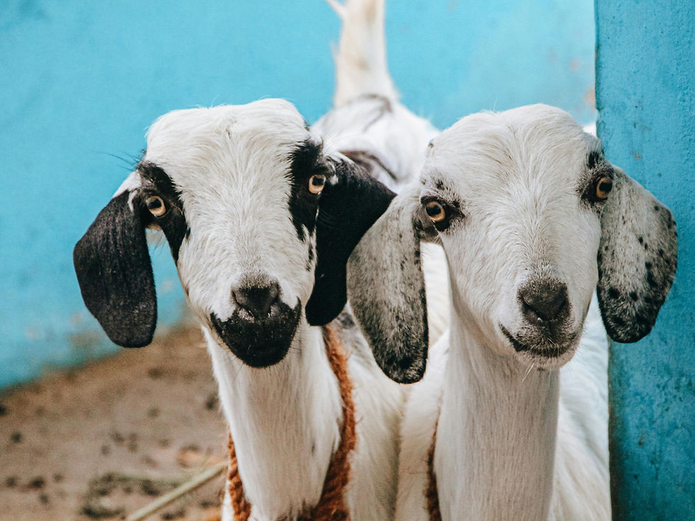 Cat and Izz the GOAT GFFs