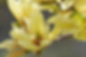magnolia butteflies.webp