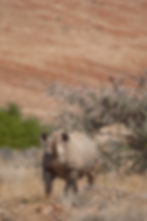 Black Rhino, Palmwag area