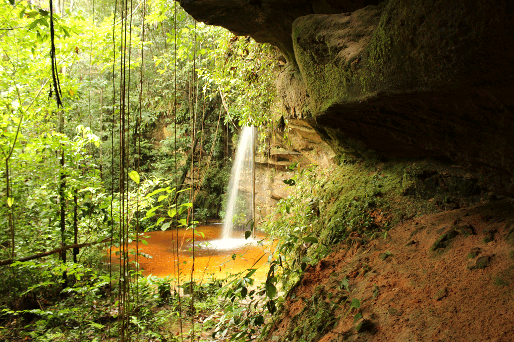 Beauties of the Brazilian Amazon