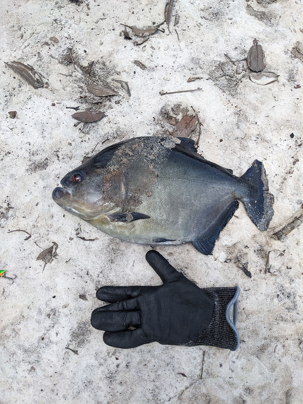 Piranha