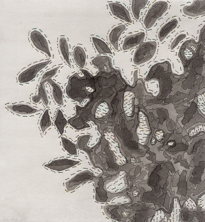 Seggerman_Acquiring Light.jpg