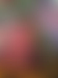 Souvenir Pennant Tree Skirt