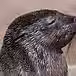 Cape fur seal