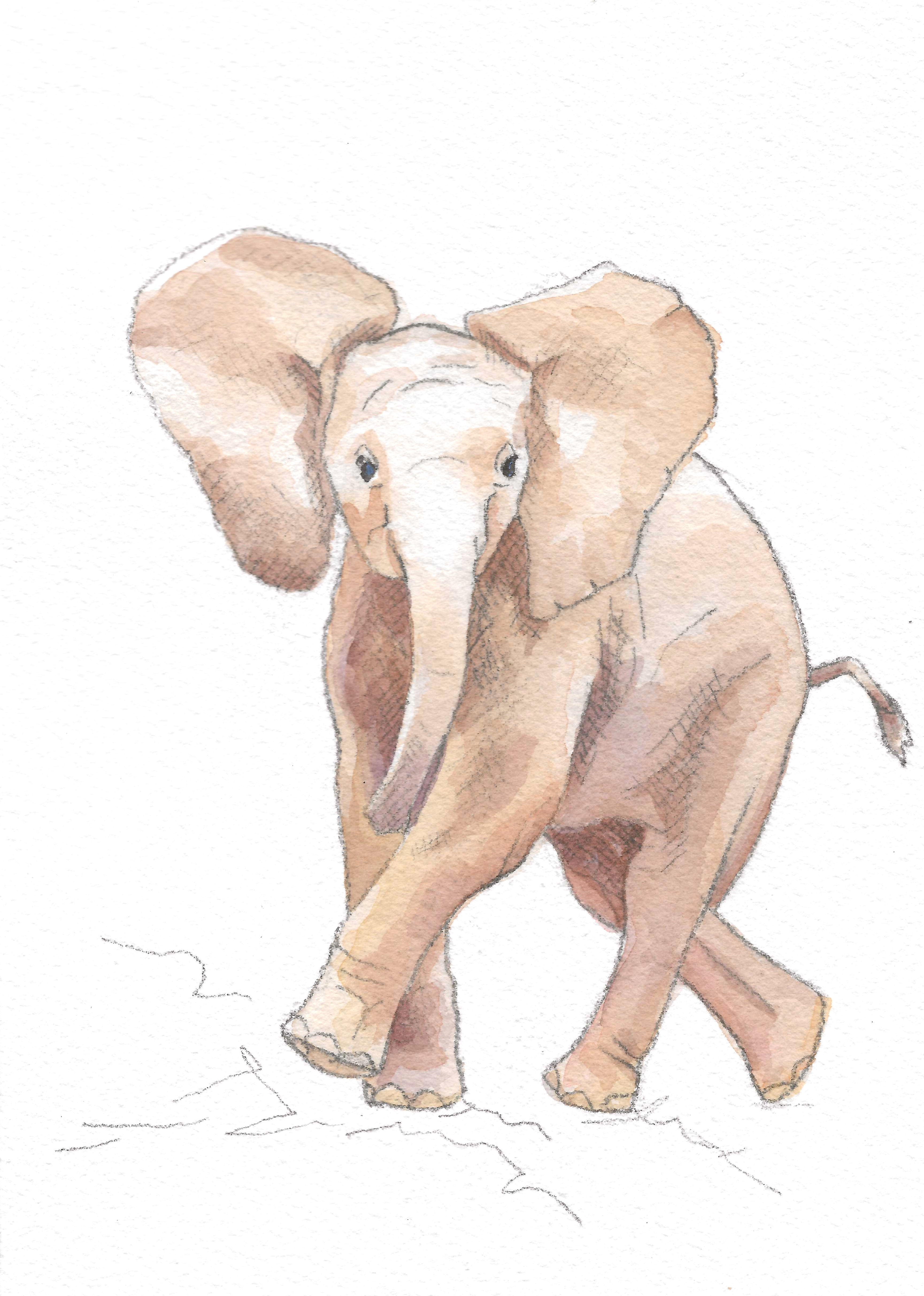 196 - Little big five - Éléphanteau 