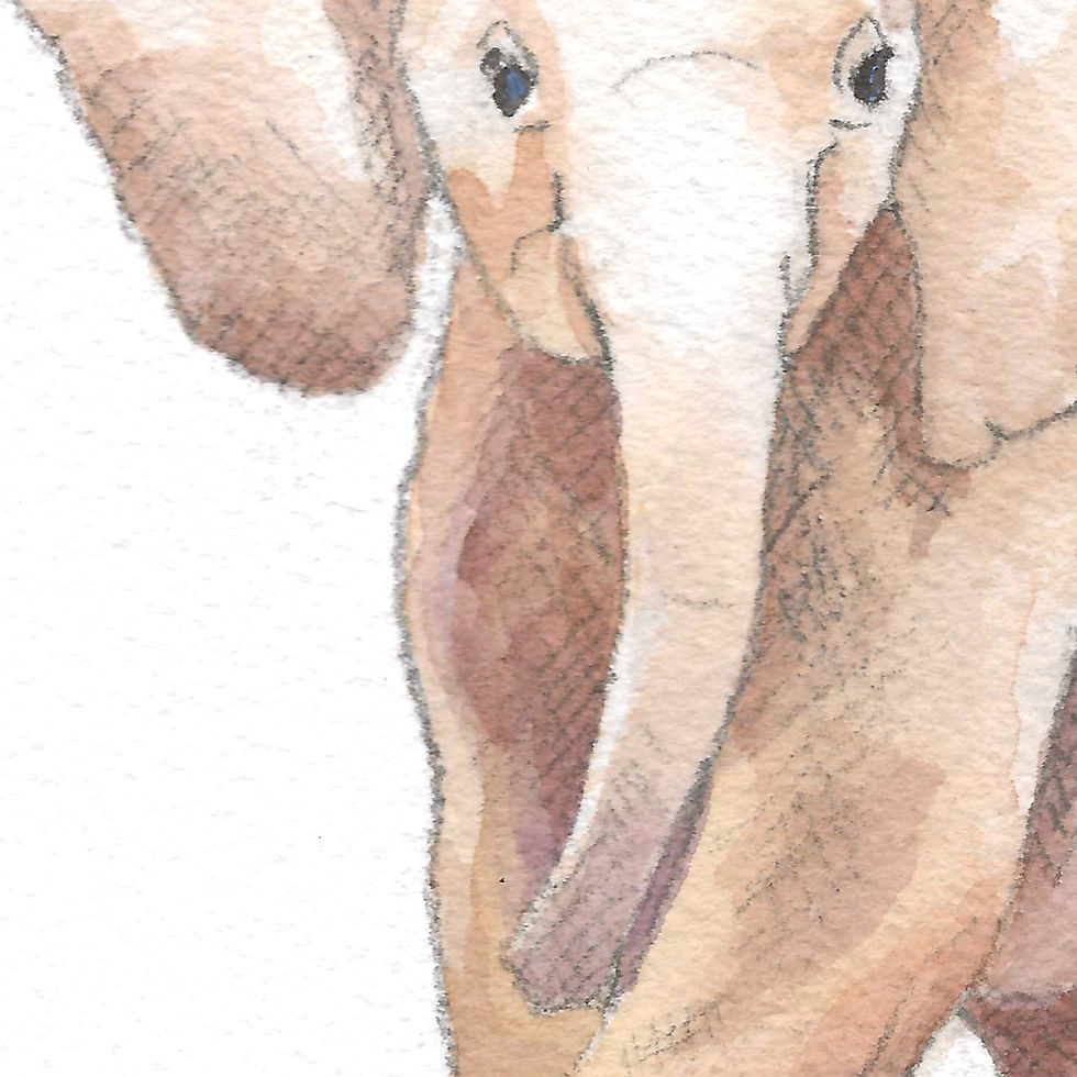Thumbnail: 196 - Little big five - Éléphanteau 