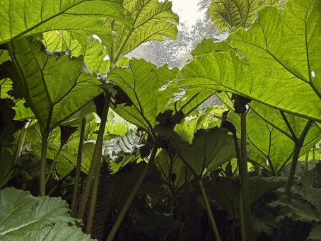 Flora and Forna