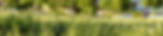 green_grass-scopio-fe3858b1-6693-4c11-a604-33054211c312.jpg