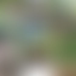 Redwood National Park, CA