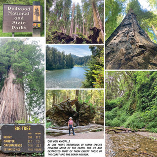 Redwood National Park, CA